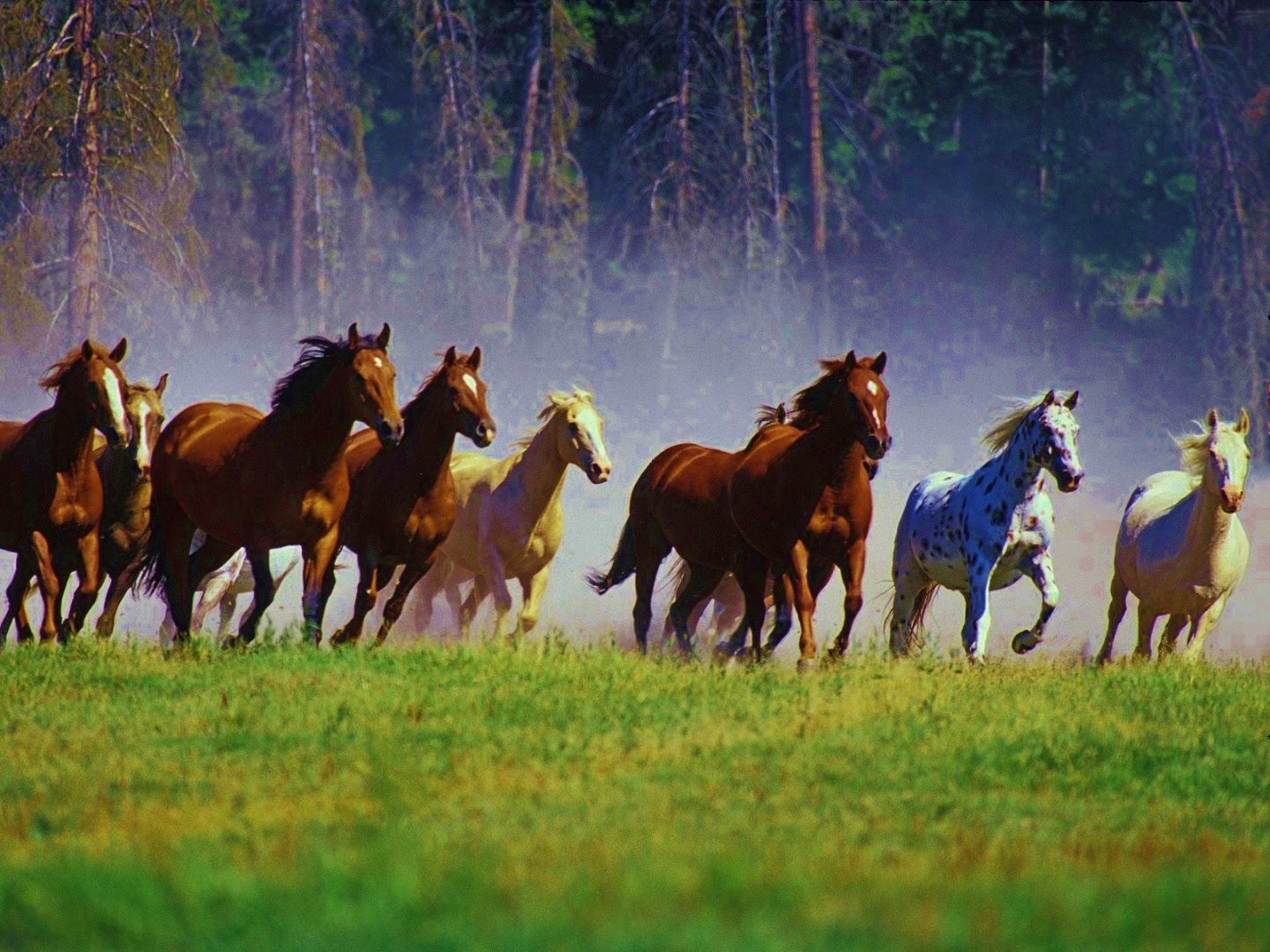 blog if wishes were horses beggars would ride